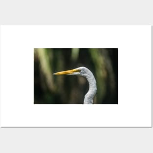 Headshot of an Egret Posters and Art